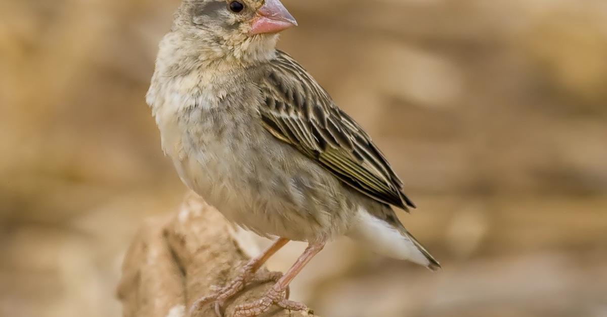 Insightful look at the Red-Billed Quelea Bird, known to Indonesians as Burung Red-Billed Quelea.