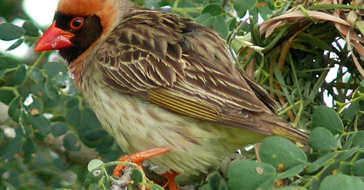 The remarkable Red-Billed Quelea Bird (Quelea quelea), a sight to behold.