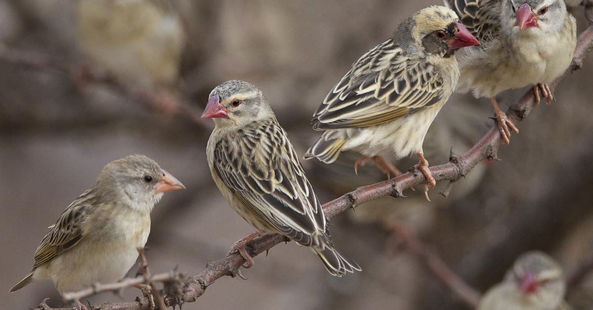 Portrait of a Red-Billed Quelea Bird, a creature known scientifically as Quelea quelea.