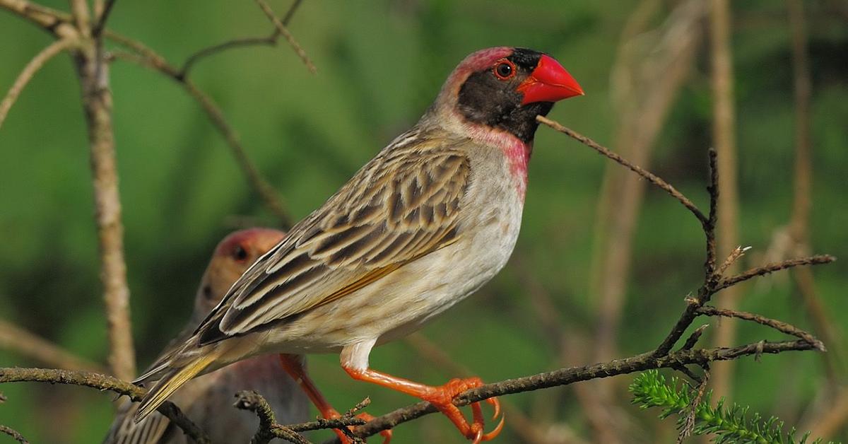 Unique portrayal of the Red-Billed Quelea Bird, also called Burung Red-Billed Quelea in Bahasa Indonesia.