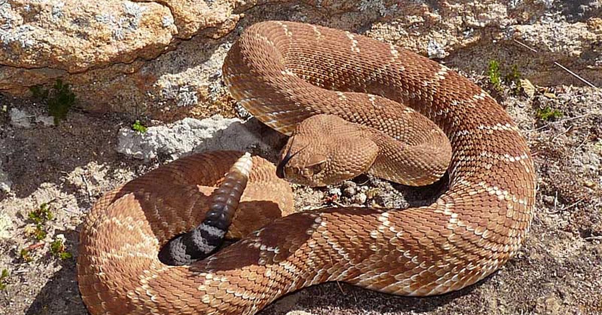 Glimpse of the Red Diamondback Rattlesnake, known in the scientific community as Crotalus ruber.