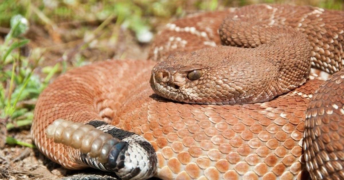 A beautiful representation of the Red Diamondback Rattlesnake, scientifically Crotalus ruber.