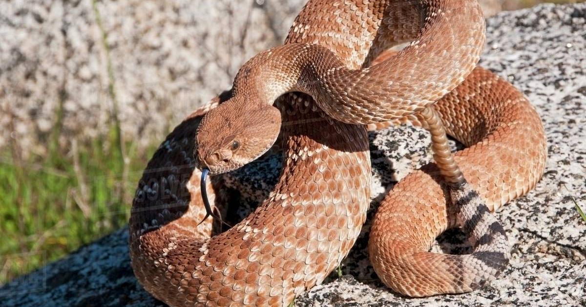 Striking appearance of the Red Diamondback Rattlesnake, known in scientific circles as Crotalus ruber.