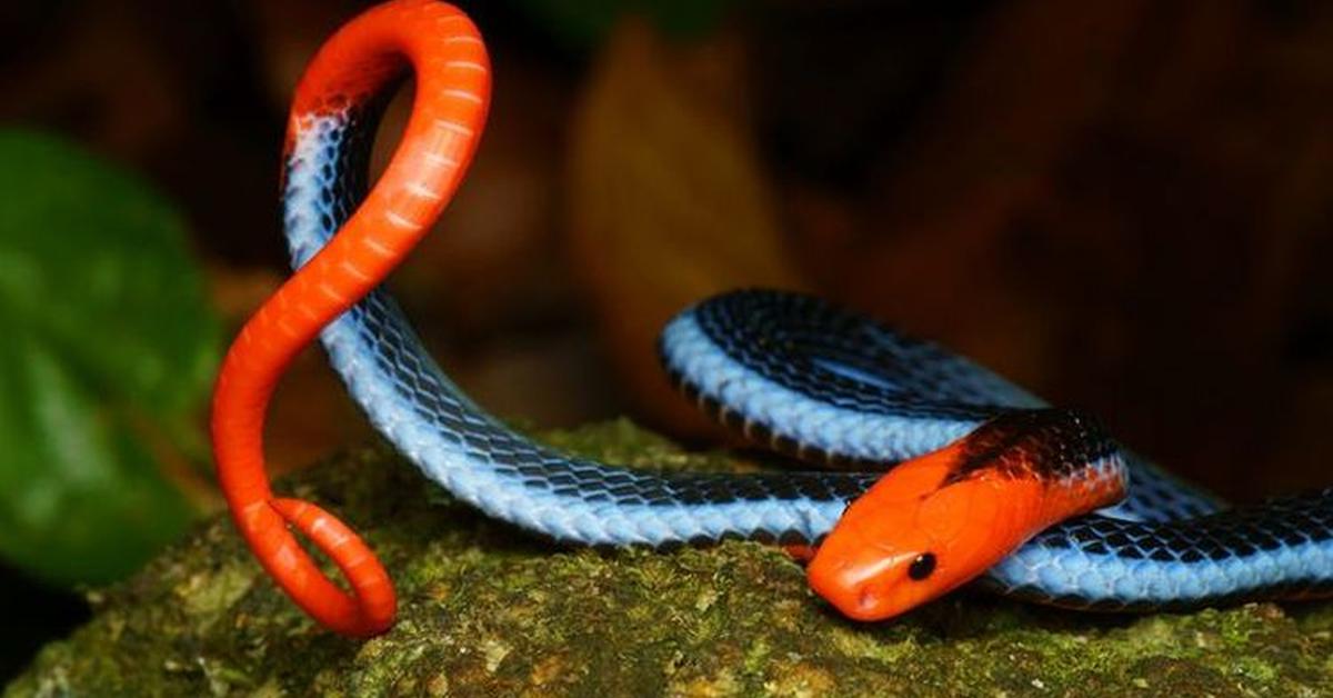 The Red Diamondback Rattlesnake, a beautiful species also known as Ular Berduri Merah Diamondback in Bahasa Indonesia.