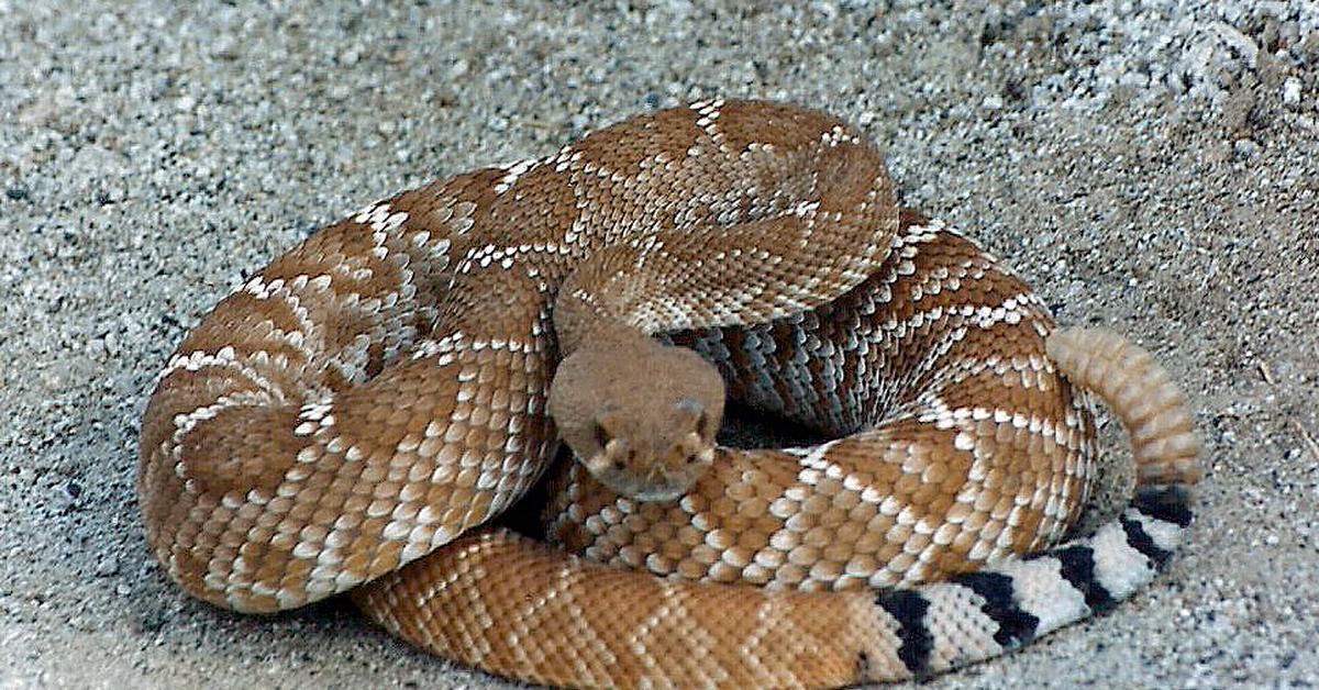 Photograph of the unique Red Diamondback Rattlesnake, known scientifically as Crotalus ruber.