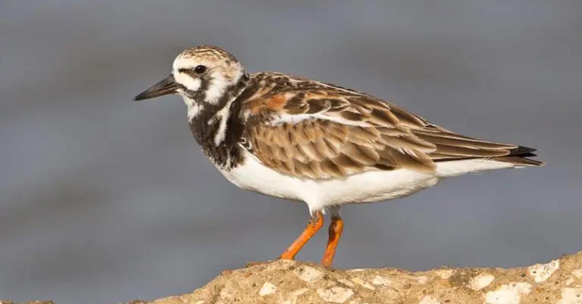 Visual of Ruddy Turnstone, or Burung Pergam Batu in Indonesian, showcasing its beauty.