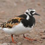 Close encounter with the Ruddy Turnstone, scientifically called Arenaria interpres.