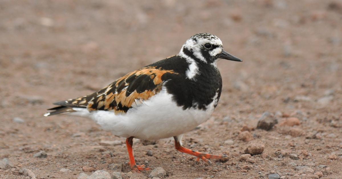 Unique portrayal of the Ruddy Turnstone, also called Burung Pergam Batu in Bahasa Indonesia.