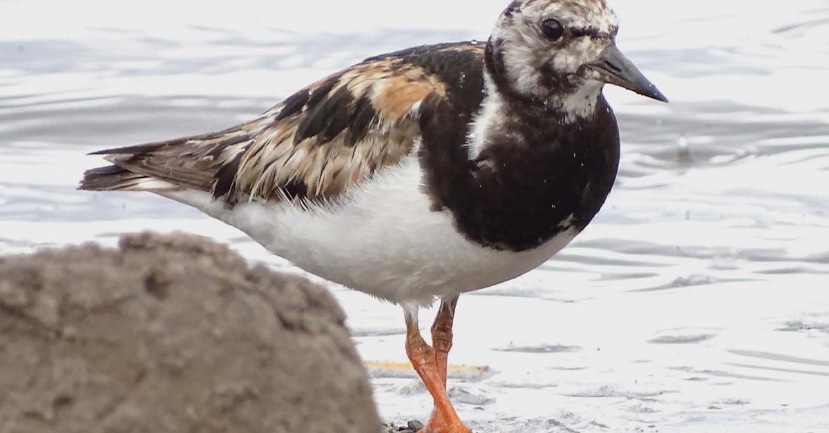 Stunning depiction of Ruddy Turnstone, also referred to as Arenaria interpres.