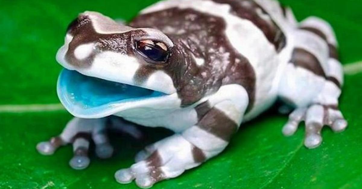 Detailed shot of the Red-Eyed Tree Frog, or Agalychnis callidryas, in its natural setting.