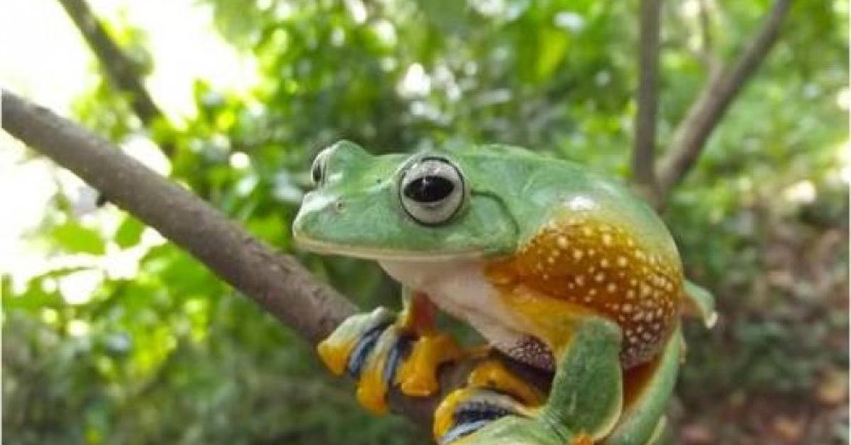 Glimpse of the Red-Eyed Tree Frog, known in the scientific community as Agalychnis callidryas.