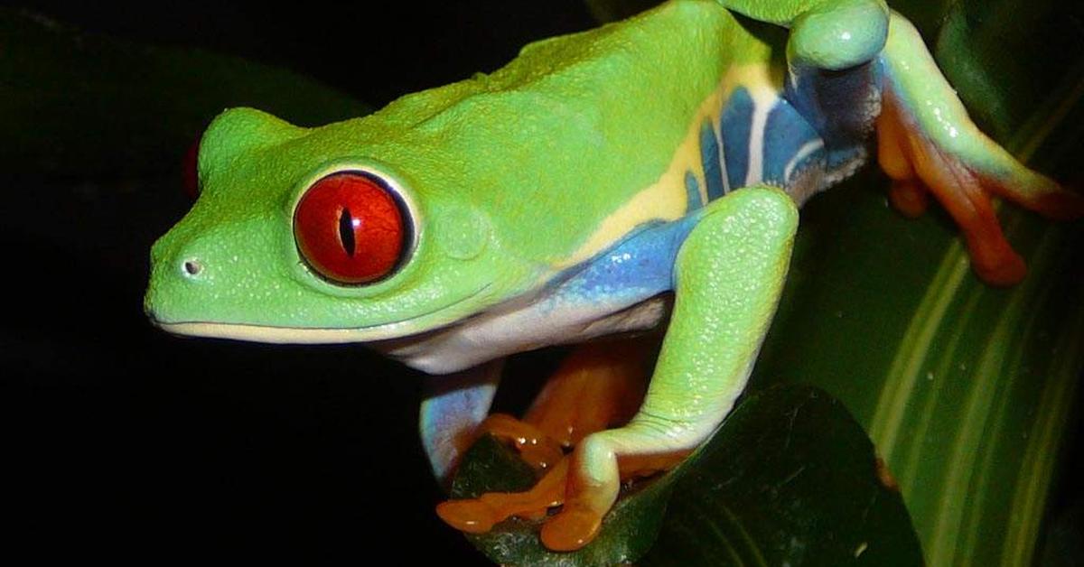 The remarkable Red-Eyed Tree Frog (Agalychnis callidryas), a sight to behold.