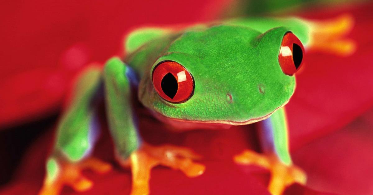 Insightful look at the Red-Eyed Tree Frog, known to Indonesians as Katak Pohon Berkepala Merah.