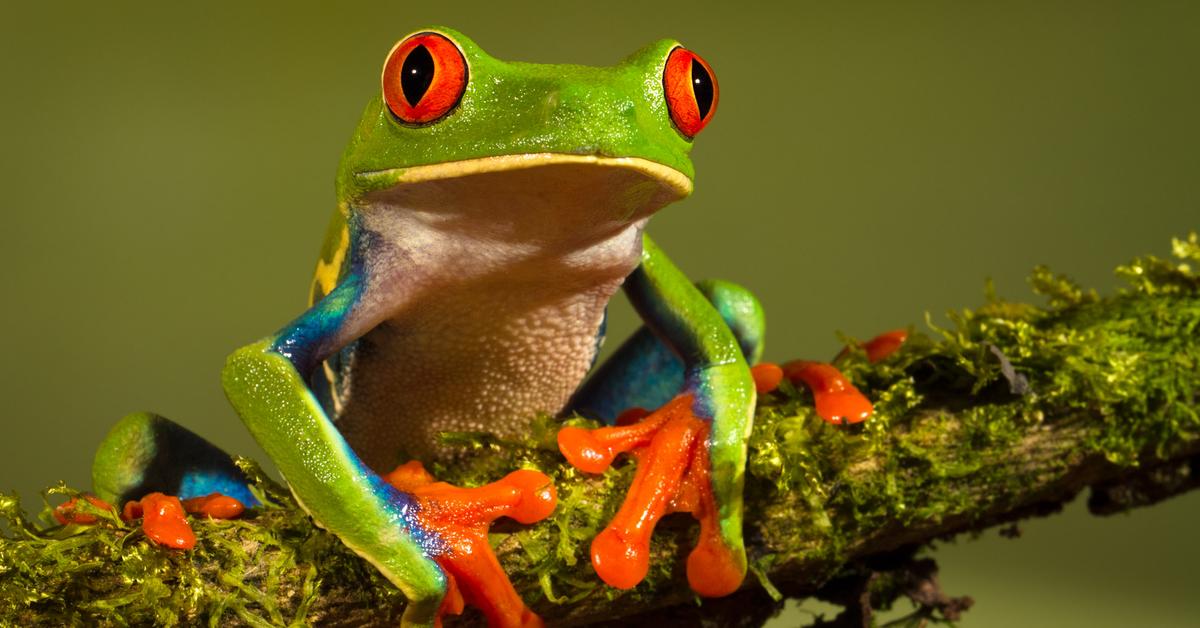 Charming view of the Red-Eyed Tree Frog, in Indonesia referred to as Katak Pohon Berkepala Merah.