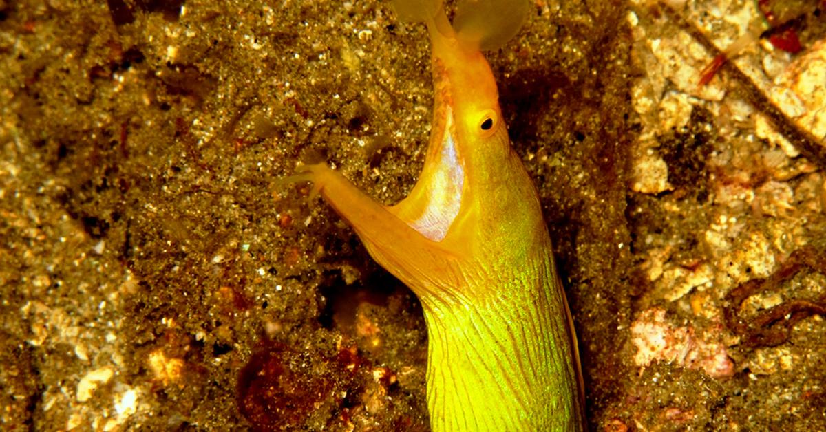 Picture of Ribbon Eel, known in Indonesia as Belut Pita.