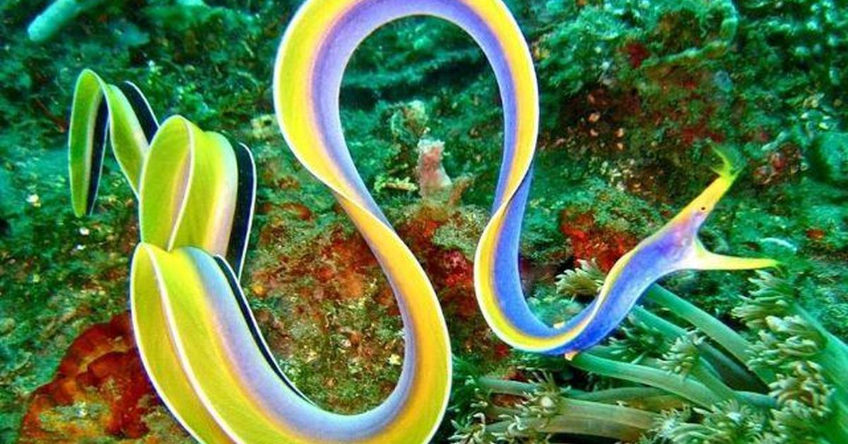 Stunning image of the Ribbon Eel (Rhinomuraena quaesita), a wonder in the animal kingdom.