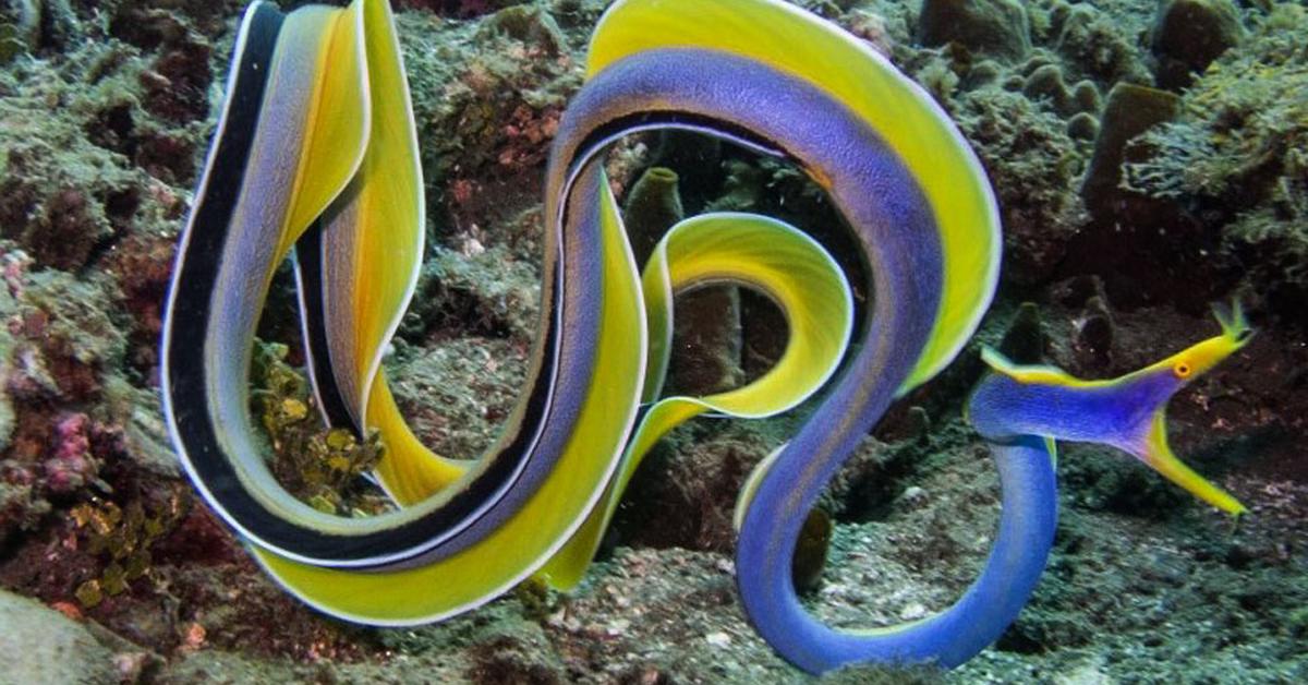 Detailed shot of the Ribbon Eel, or Rhinomuraena quaesita, in its natural setting.