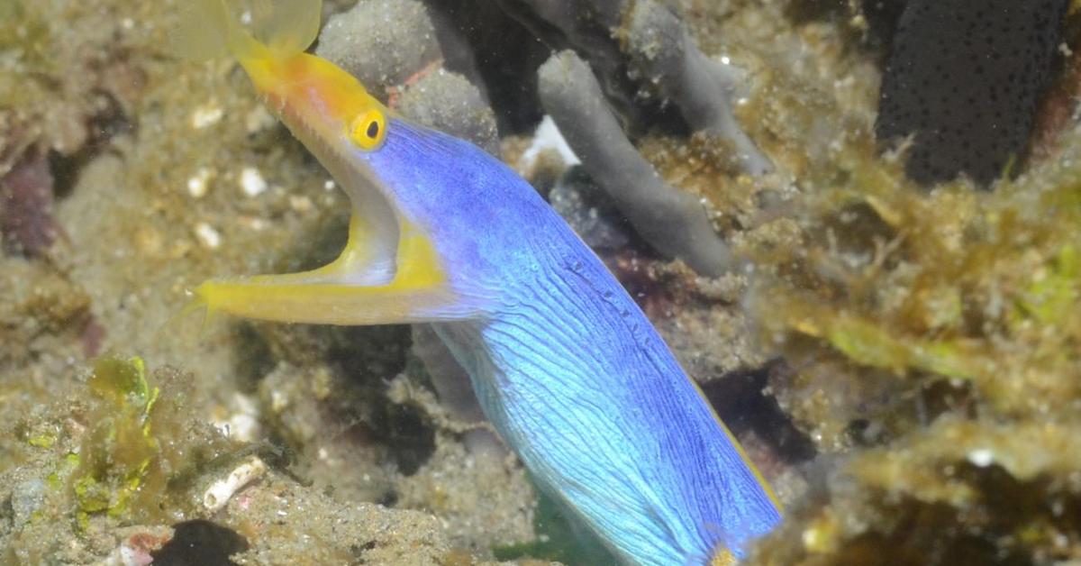 Insightful look at the Ribbon Eel, known to Indonesians as Belut Pita.