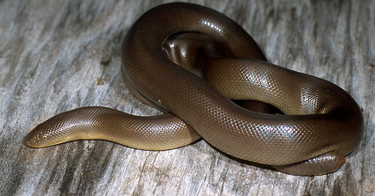 Dynamic image of the Rubber Boa, popularly known in Indonesia as Ular Karet.