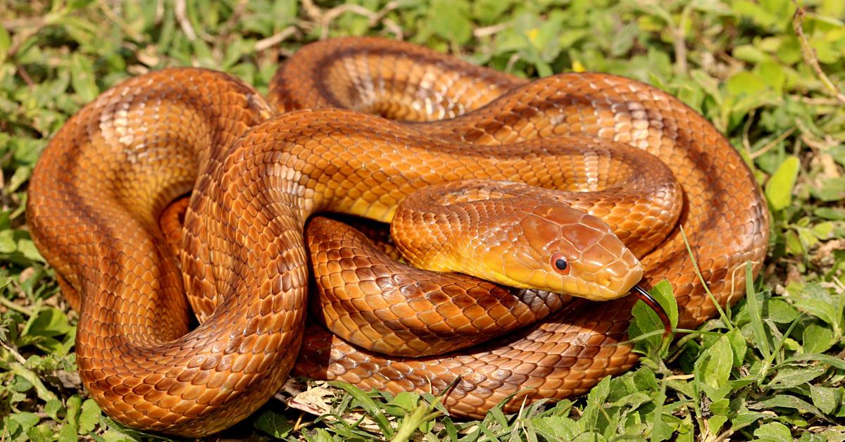 Captured moment of the Rat Snakes, in Indonesia known as Ular Tikus.