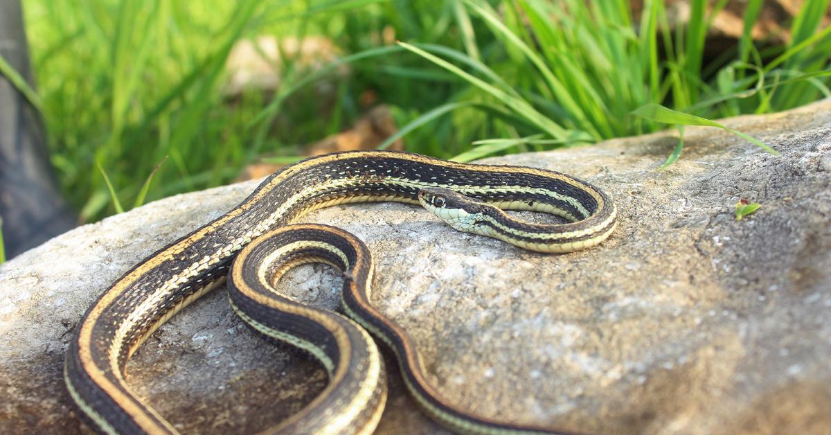 The alluring Ribbon Snake, commonly referred to as Ular Pita in Bahasa Indonesia.