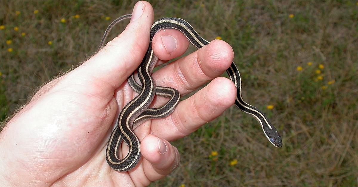 Natural elegance of the Ribbon Snake, scientifically termed Thamnophis sauritus.