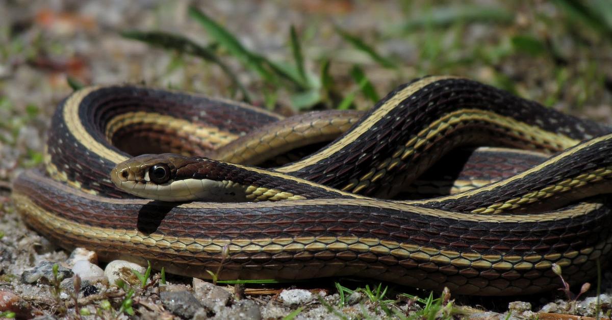 The Ribbon Snake in its natural beauty, locally called Ular Pita.