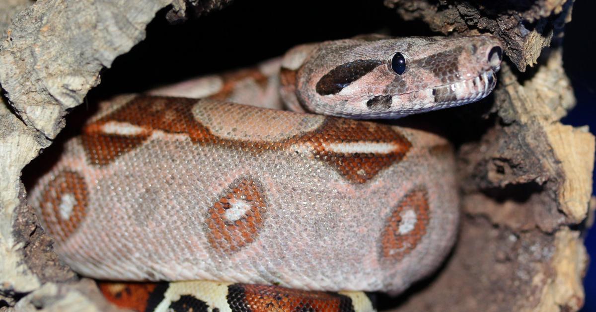 Engaging shot of the Red Tail Boa, recognized in Indonesia as Ular Boa Ekor Merah.