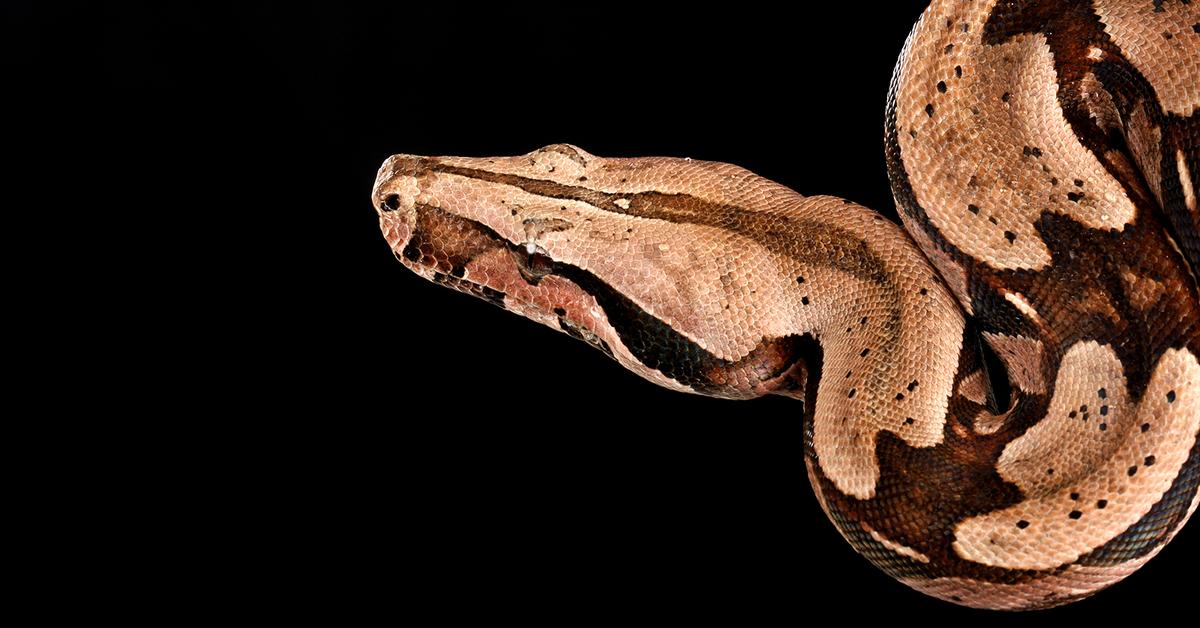 Vibrant snapshot of the Red Tail Boa, commonly referred to as Ular Boa Ekor Merah in Indonesia.