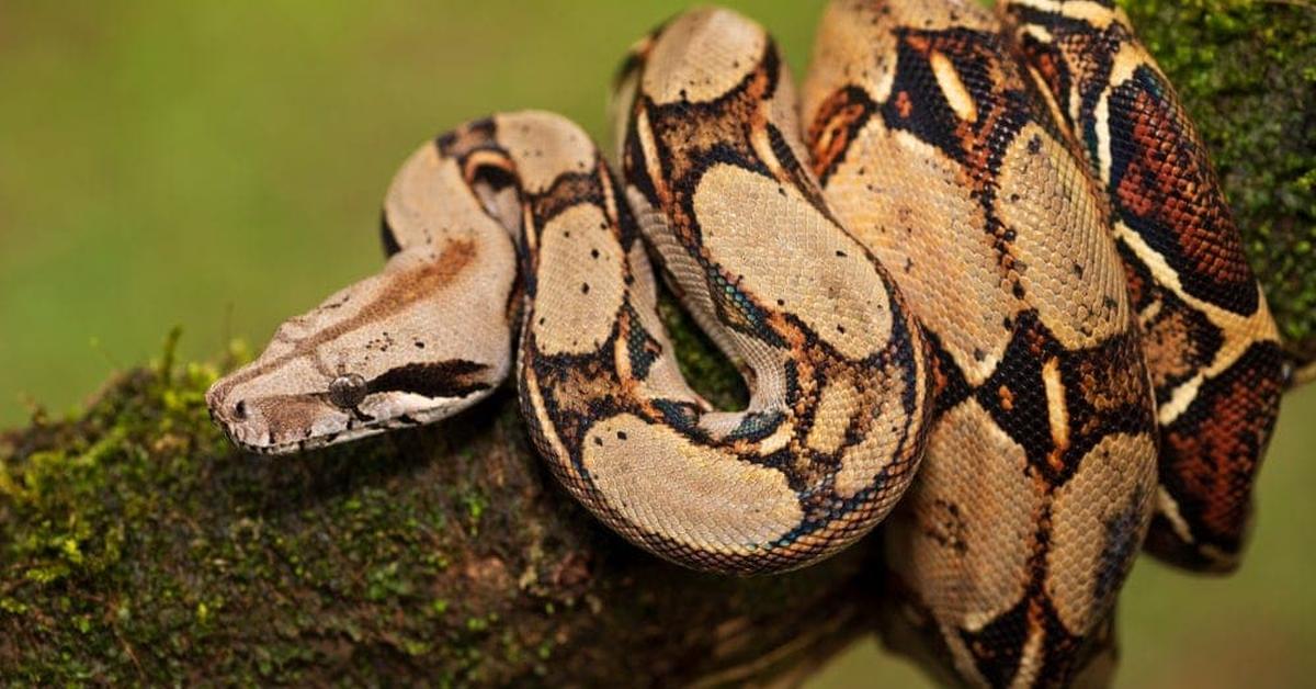 Image showcasing the Red Tail Boa, known in Indonesia as Ular Boa Ekor Merah.