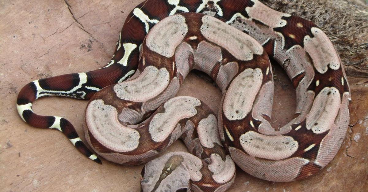 Vibrant snapshot of the Red Tail Boa, commonly referred to as Ular Boa Ekor Merah in Indonesia.