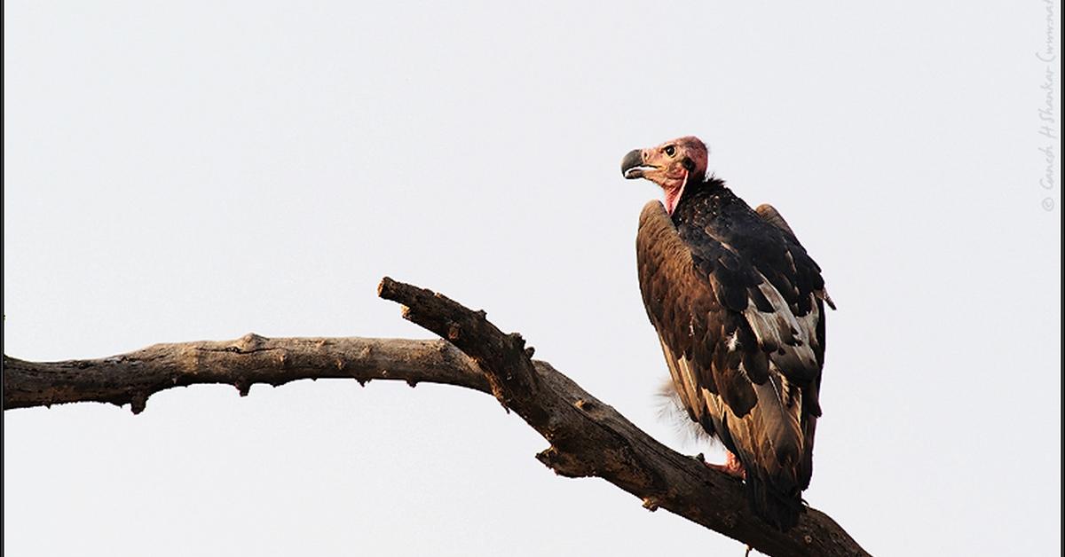 Snapshot of the intriguing Red-Headed Vulture, scientifically named Sarcogyps calvus.