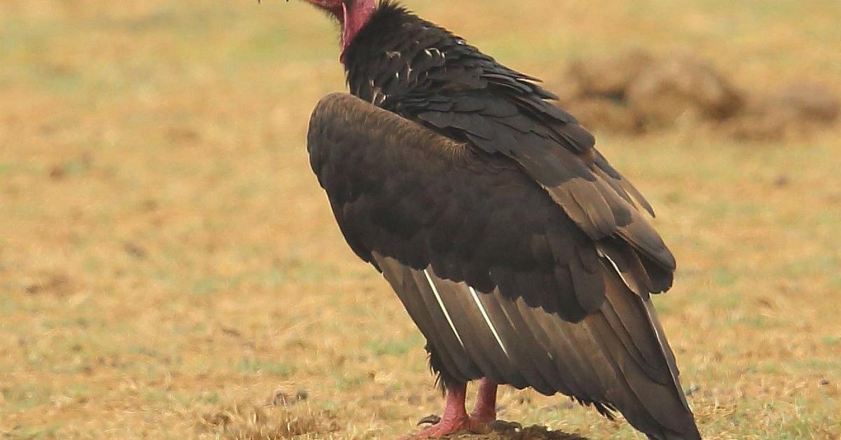 The remarkable Red-Headed Vulture (Sarcogyps calvus), a sight to behold.