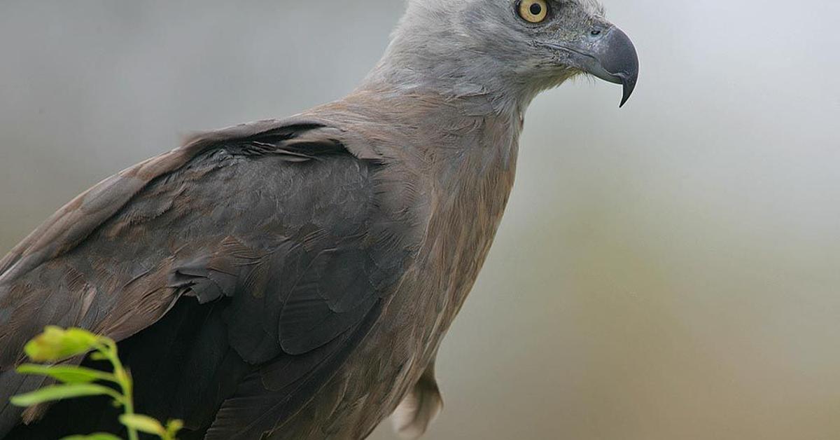 Captivating shot of the Red-Headed Vulture, or Elang Merah Kepala in Bahasa Indonesia.