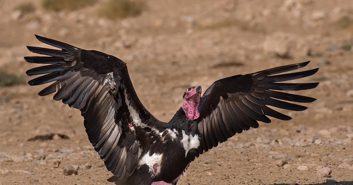 Photographic depiction of the unique Red-Headed Vulture, locally called Elang Merah Kepala.