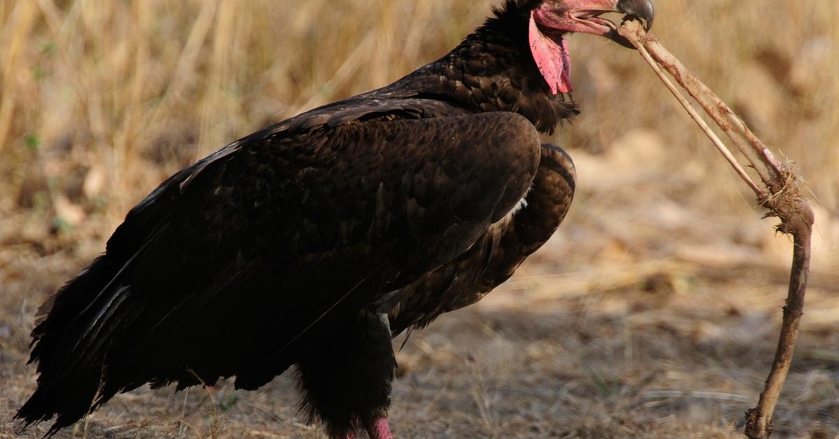 Engaging shot of the Red-Headed Vulture, recognized in Indonesia as Elang Merah Kepala.