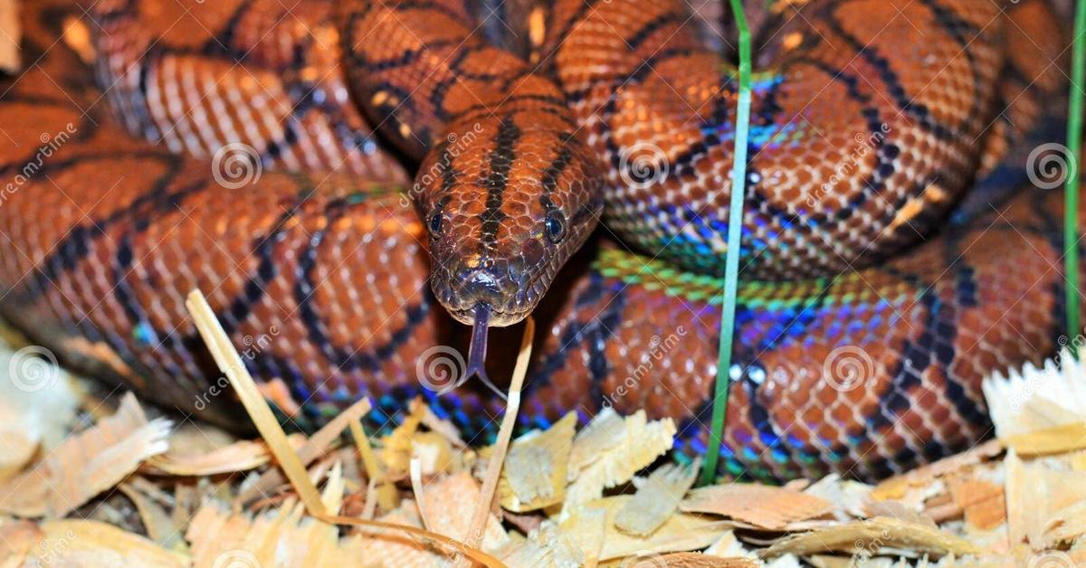 Photographic depiction of the unique Rainbow Boa, locally called Boa Pelangi.