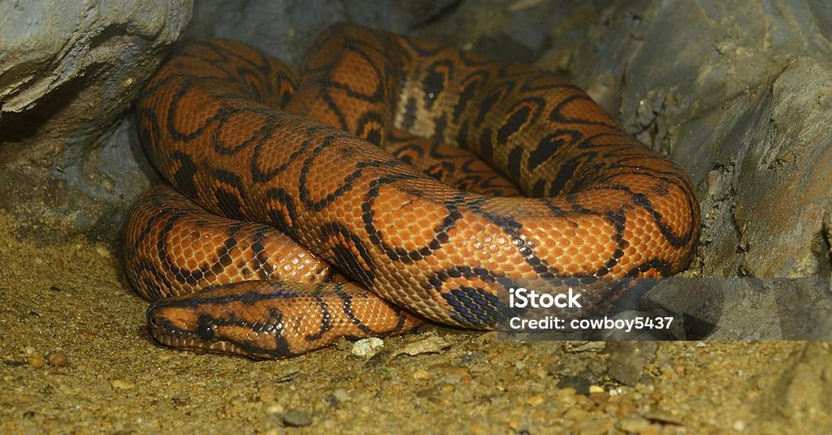 A beautiful representation of the Rainbow Boa, scientifically Epicrates cenchria.