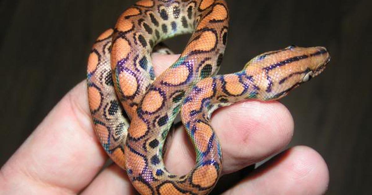 Exquisite image of Rainbow Boa, in Indonesia known as Boa Pelangi.