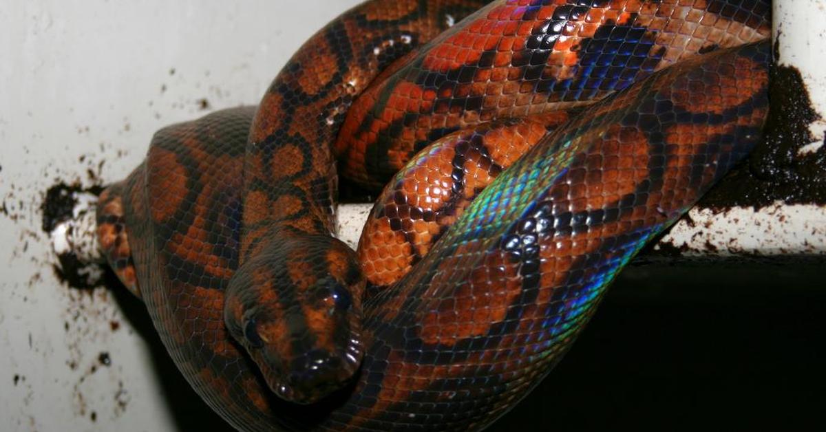 Visual of Rainbow Boa, or Boa Pelangi in Indonesian, showcasing its beauty.