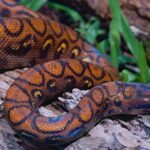 The majestic Rainbow Boa, also called Boa Pelangi in Indonesia, in its glory.