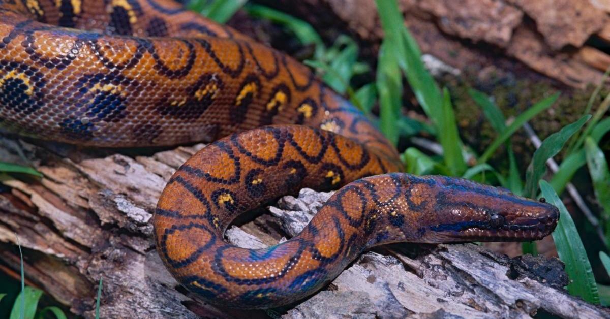 The majestic Rainbow Boa, also called Boa Pelangi in Indonesia, in its glory.