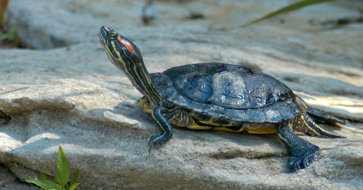 Glimpse of the Red-Eared Slider, known in the scientific community as Trachemys scripta elegans.