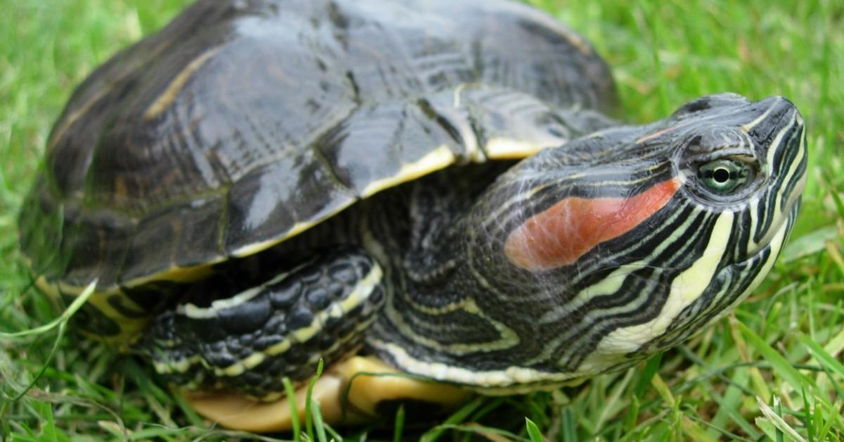 Distinctive Red-Eared Slider, in Indonesia known as Kura-kura Berdahi Merah, captured in this image.