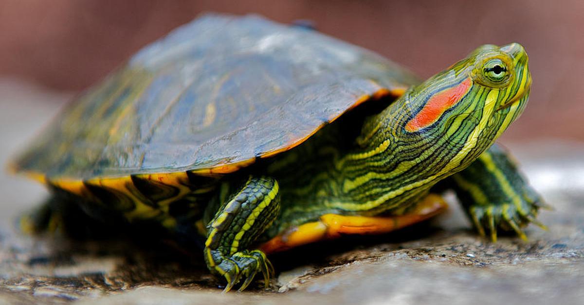 Vivid image of the Red-Eared Slider, or Kura-kura Berdahi Merah in Indonesian context.