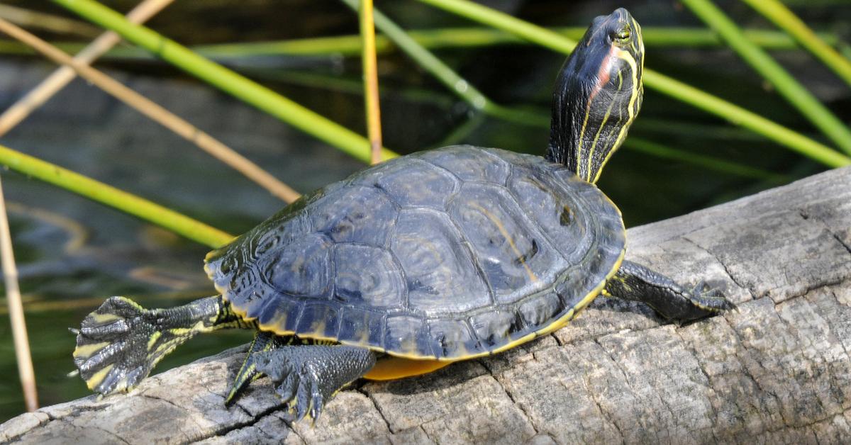 Vivid image of the Red-Eared Slider, or Kura-kura Berdahi Merah in Indonesian context.