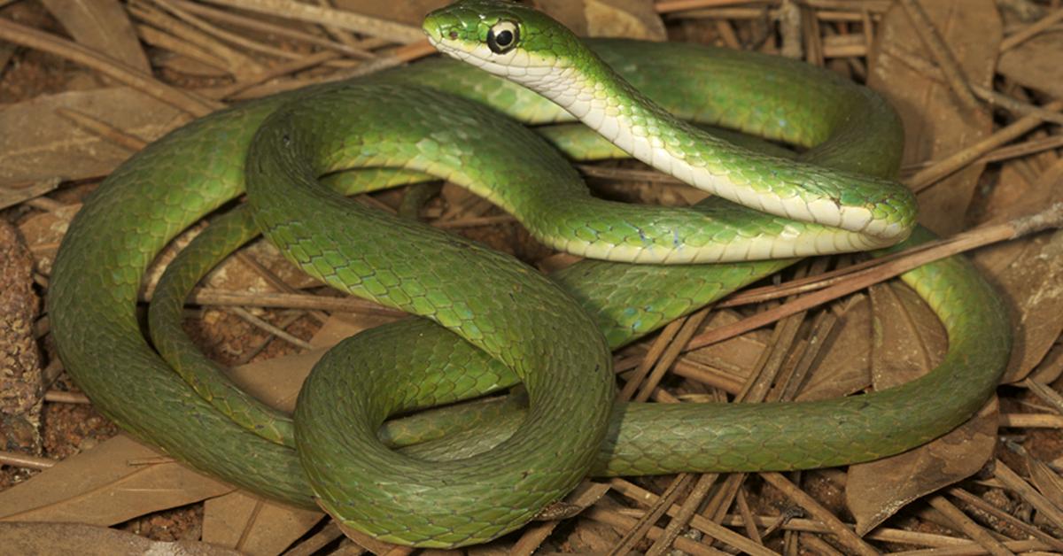 Elegant Rough Green Snake in its natural habitat, called Ular Hijau Kasar in Indonesia.