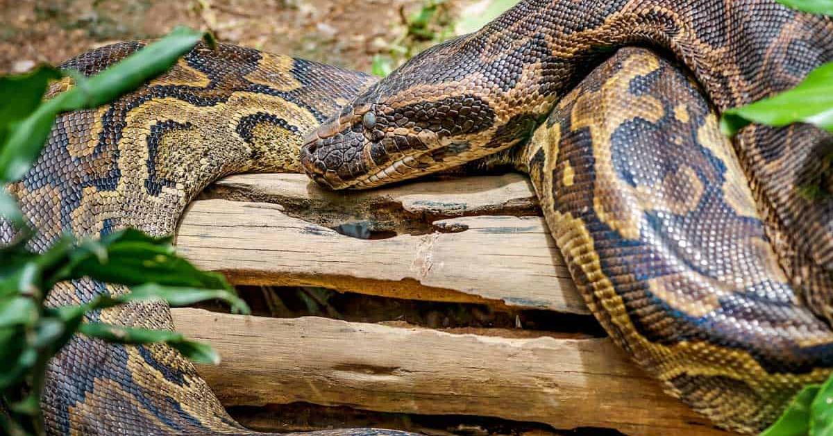 Close-up view of the Rock Python, known as Piton Batu in Indonesian.