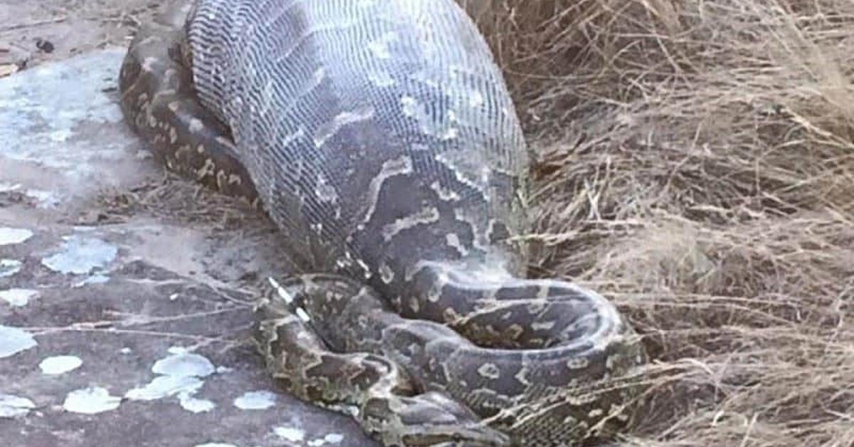 The elegant Rock Python (Python sebae), a marvel of nature.