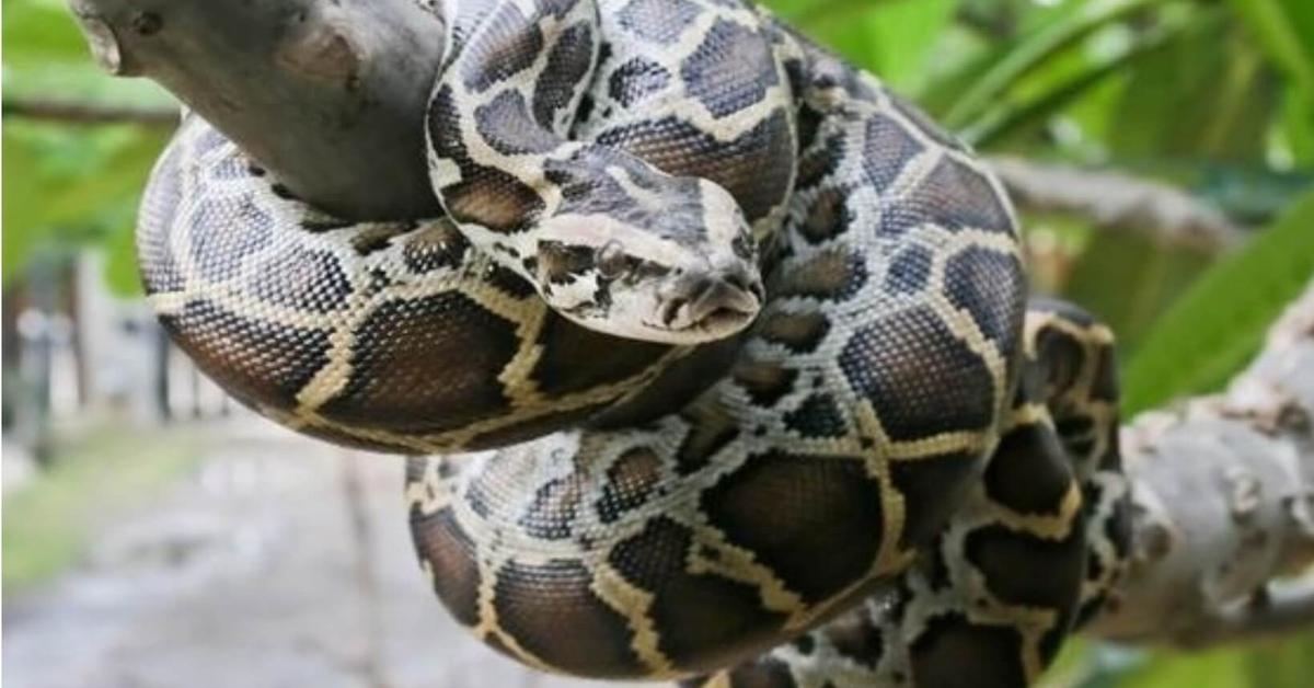 Iconic view of the Rock Python, or Python sebae, in its habitat.